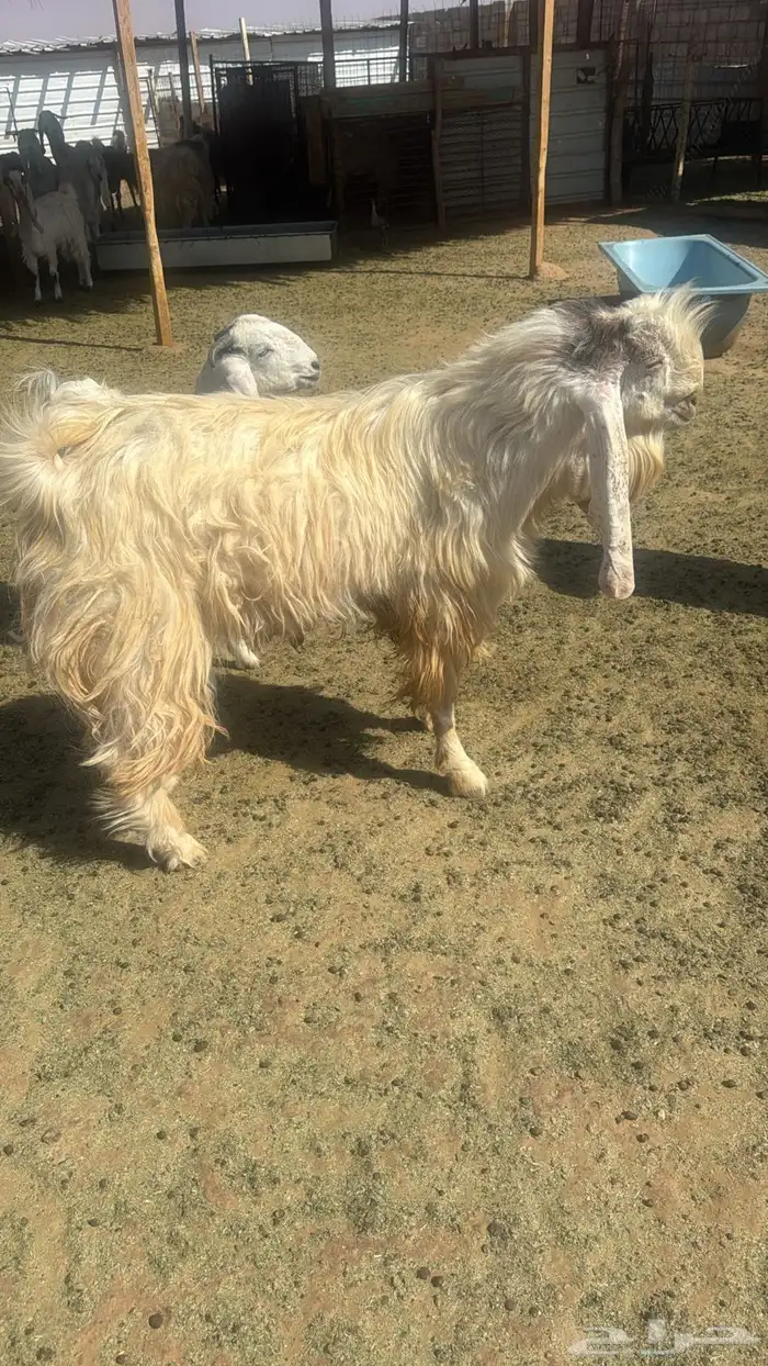 تيس فحل مشروك السن رباع 0