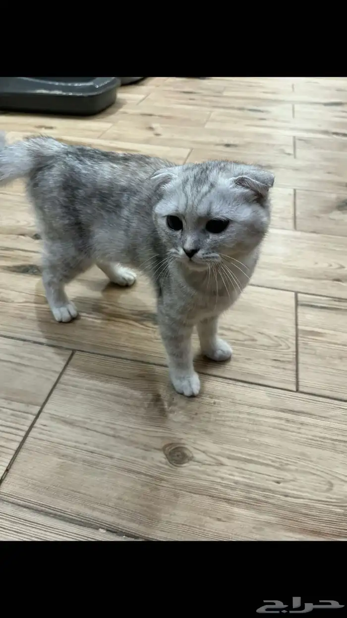 قطعة سكوتش اليفة جدا 1