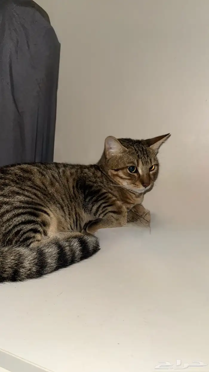 قطط للتبني 1