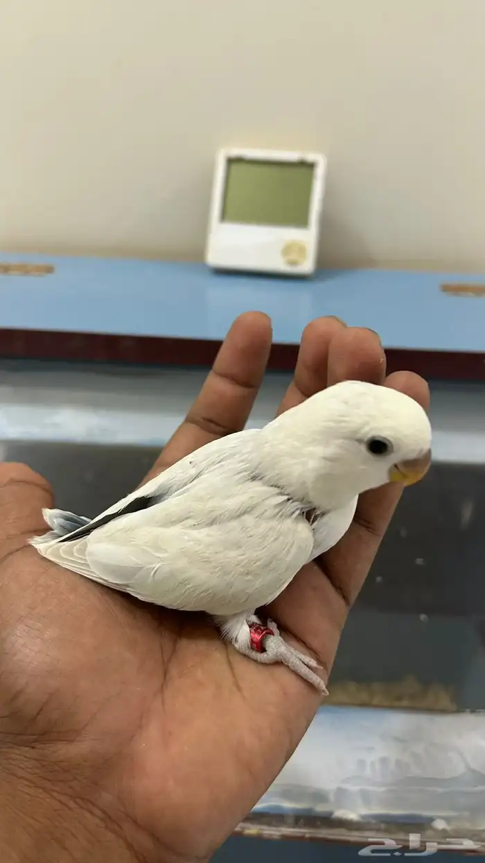 للبيع فروخ روز غر 0