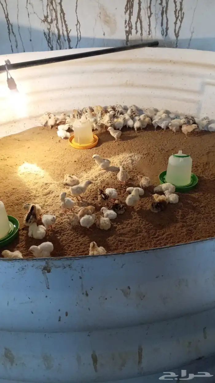 صيصان بلدي وفيومي للبيع 0