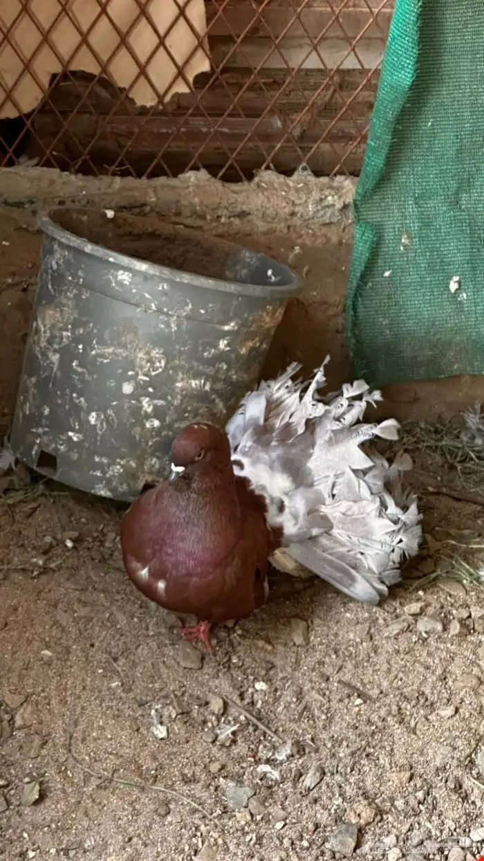 حمام رقاص للبيع 4