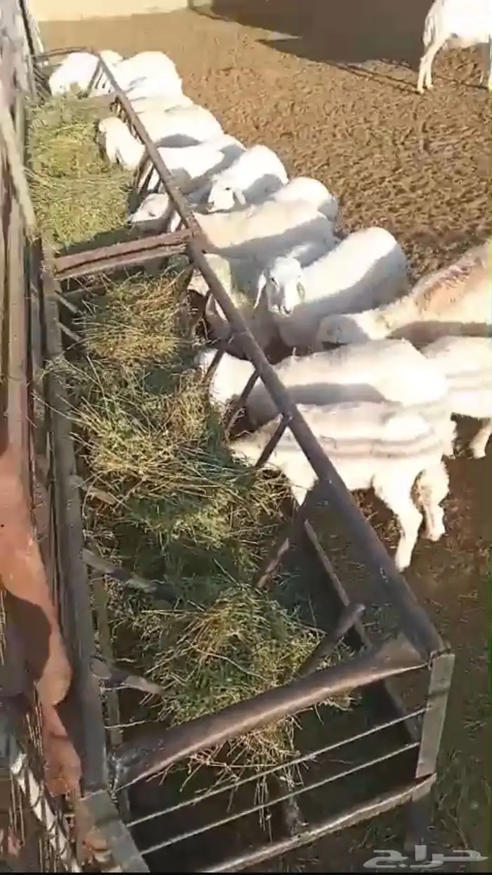 بهم هرافي حريات 1