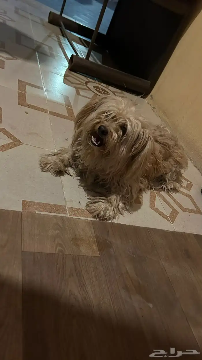 كلبه عمرها سنتين 0