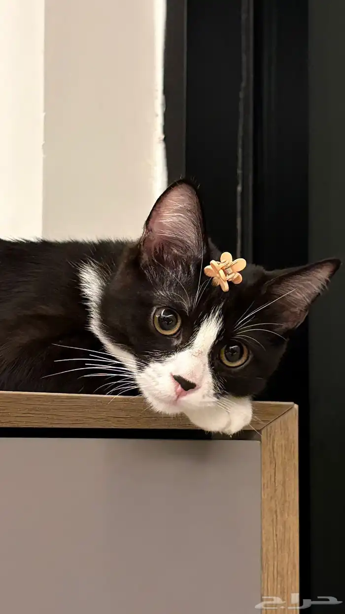 قط للتبني جازان 0