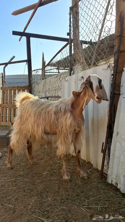 معزا للبيع وعناق للبيع كفو الكفو index