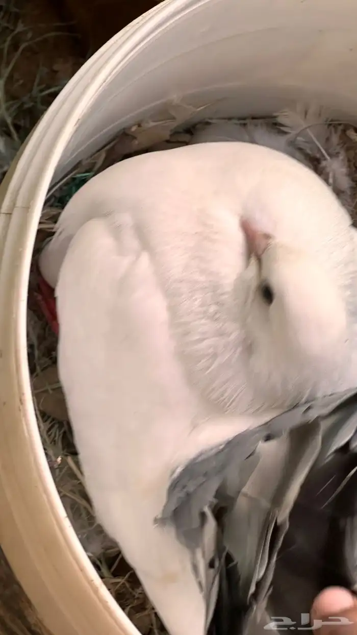 حمام رقاص للبيع 0