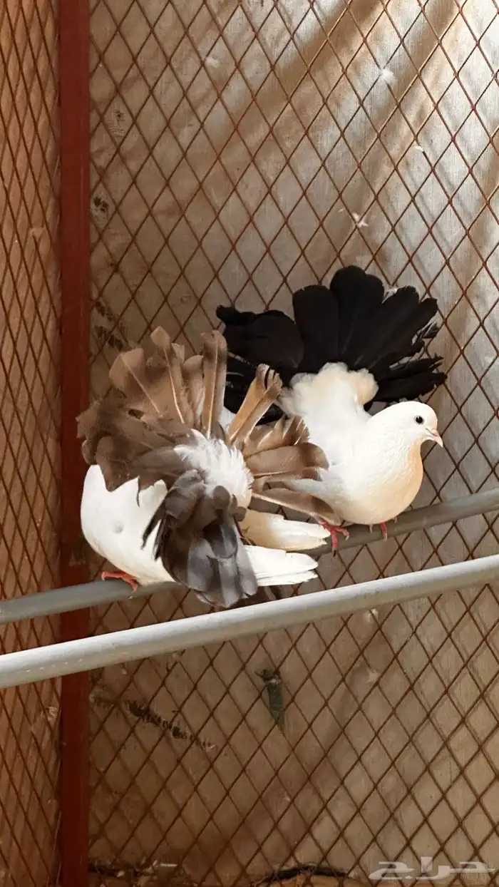 حمام رقاص للبيع 7