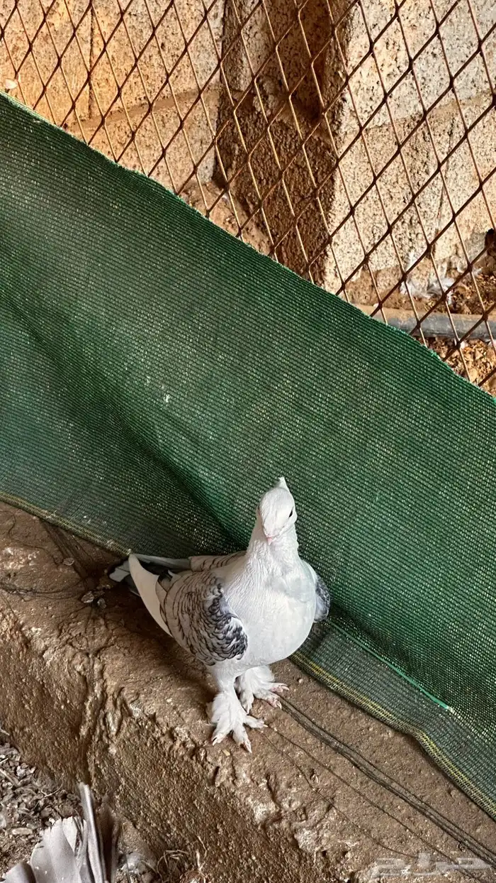 حمام رقاص للبيع 3