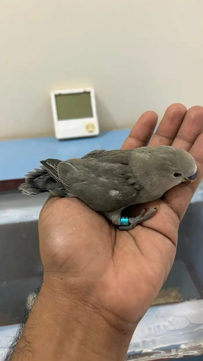 للبيع فروخ روز غر 2