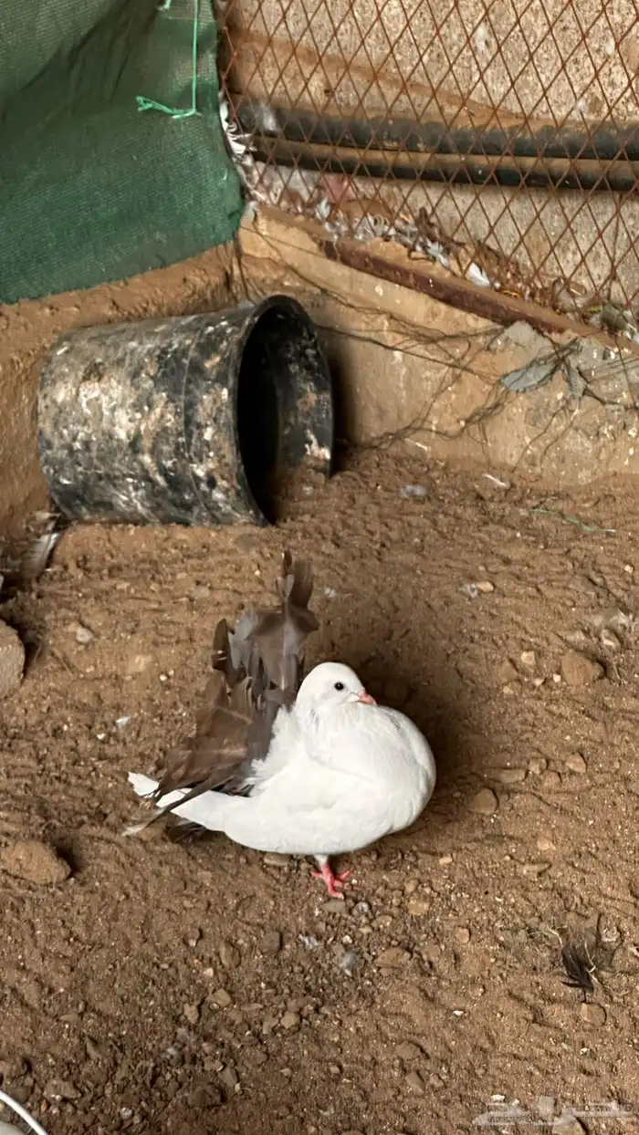 حمام رقاص للبيع 6