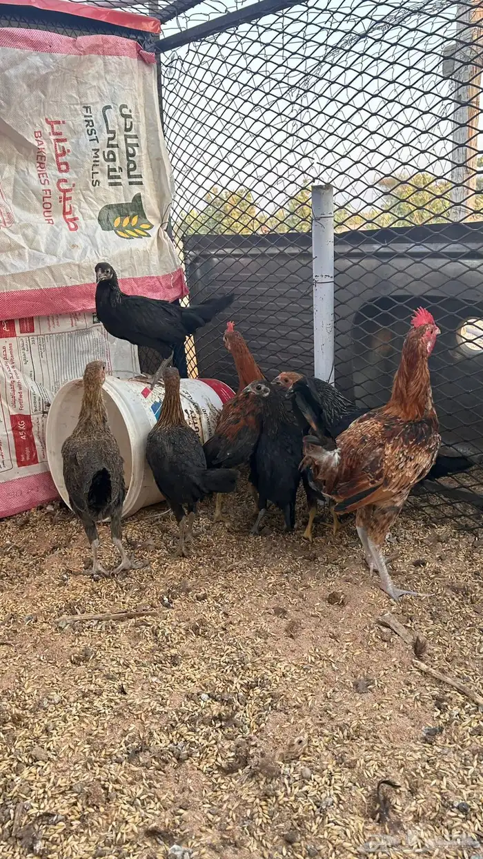 دجاج بلدي 0