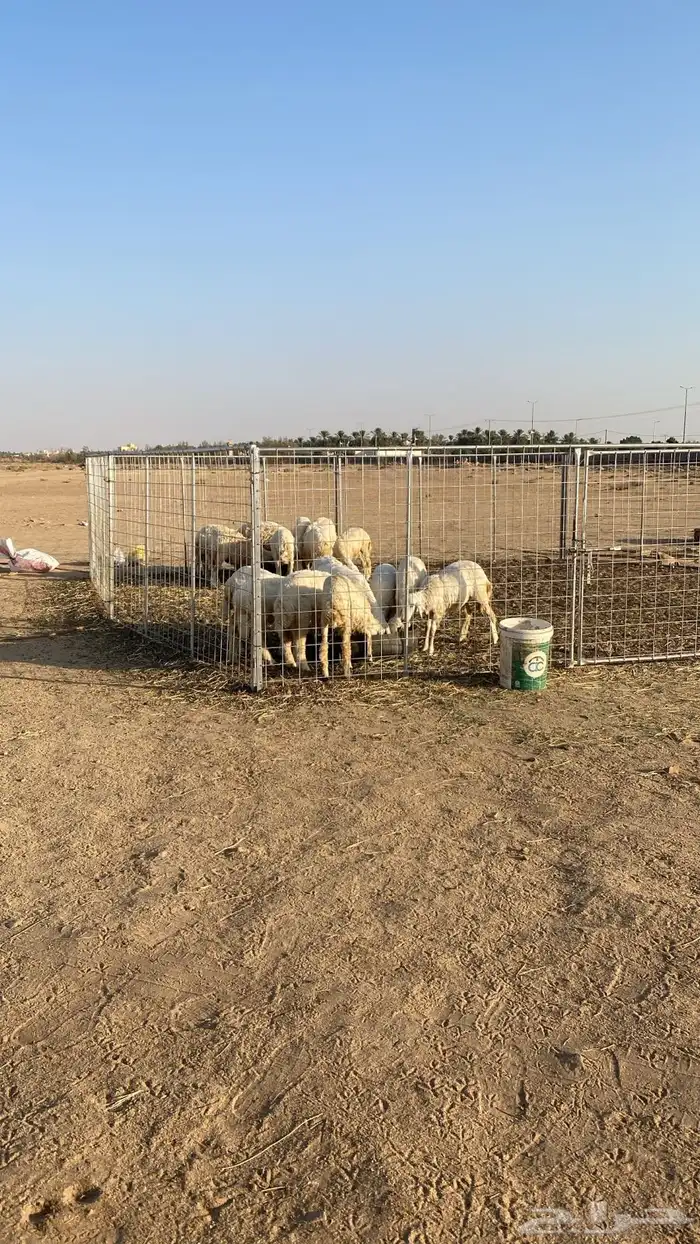 للبيع رخل حري عدد 20 0