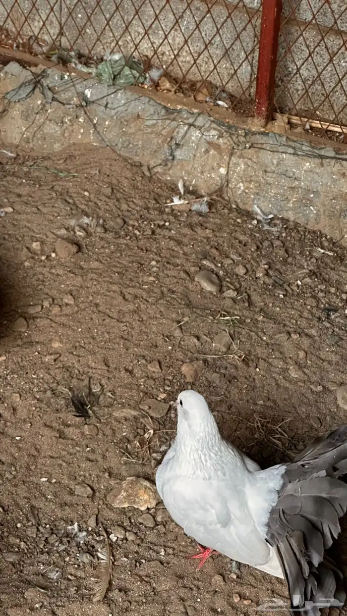 حمام رقاص للبيع 5