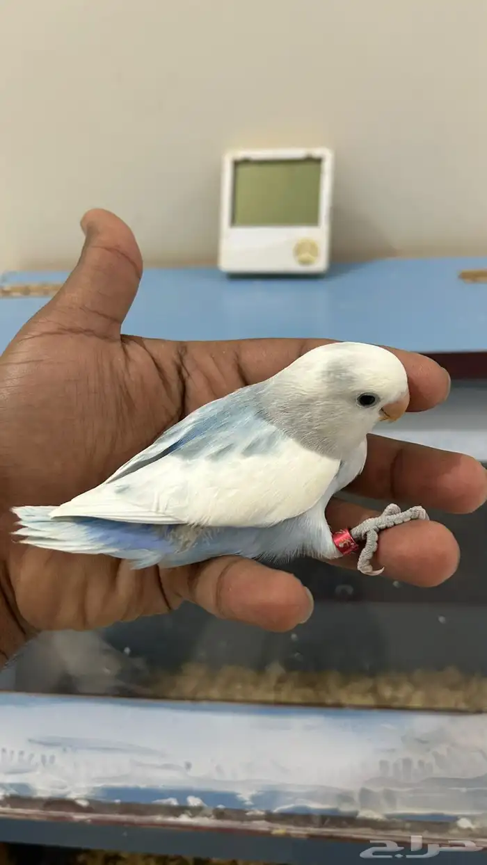 للبيع فروخ روز غر 4