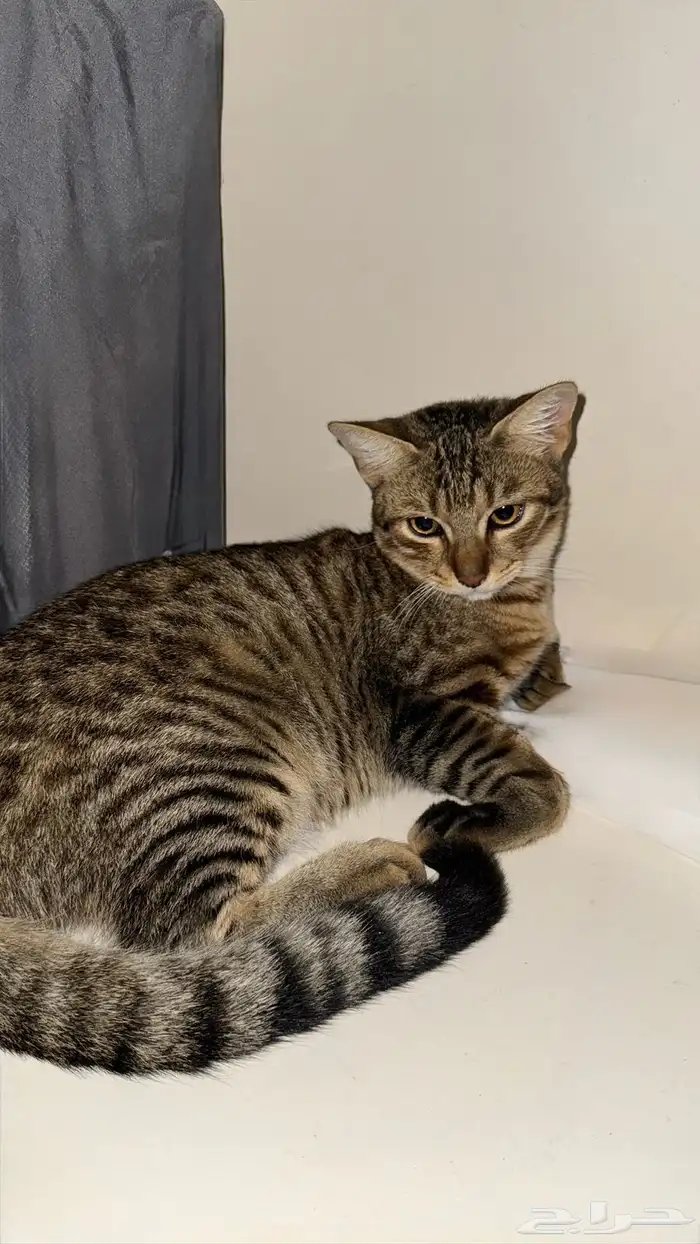 قطط للتبني 0