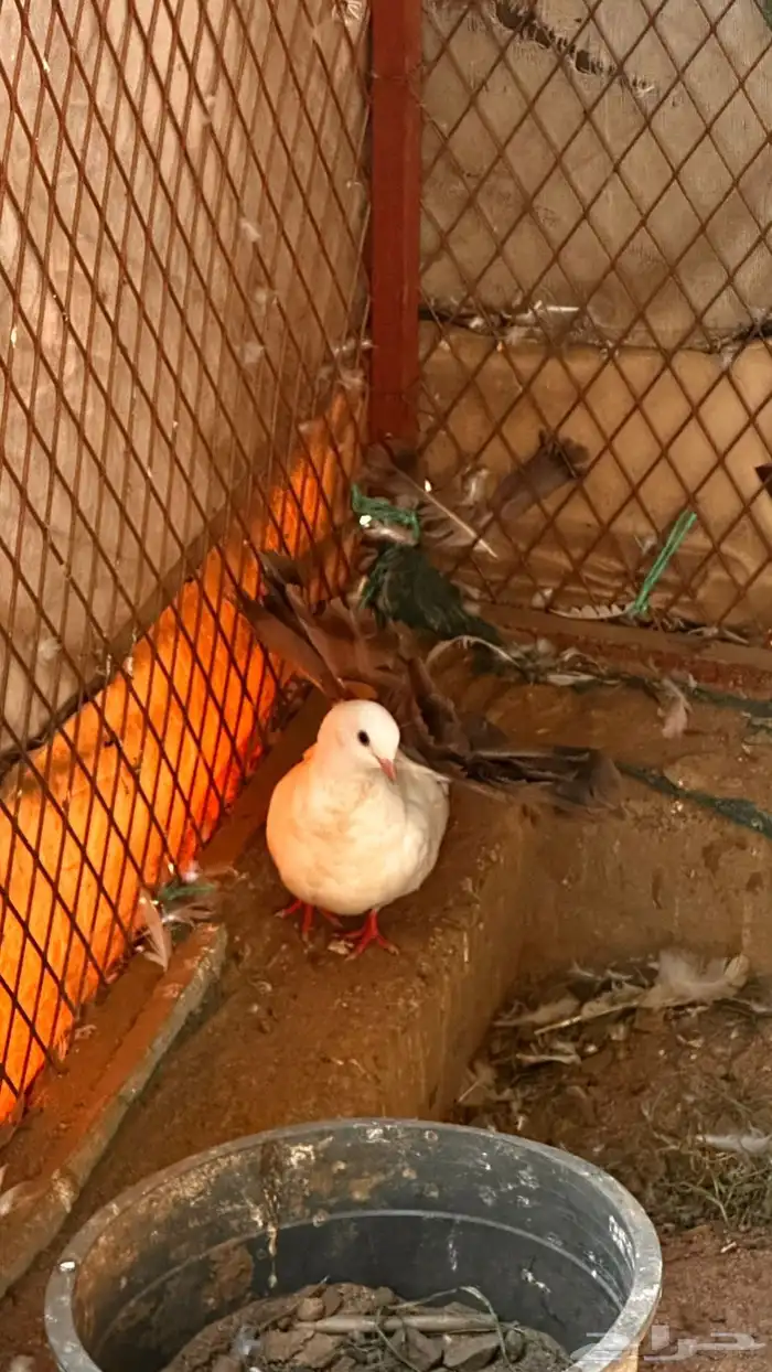 حمام رقاص للبيع 1