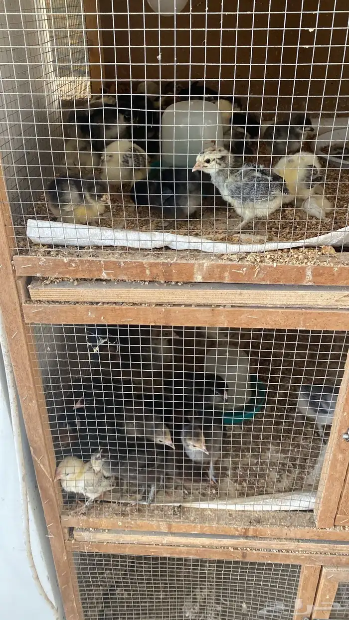 بيض هجين براهما - صوص هجين - دجاج بياض هجين براهما 3