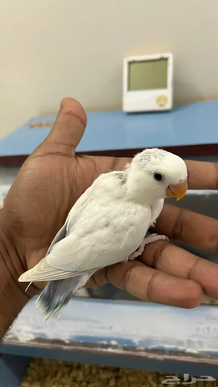 للبيع فروخ روز غر 1