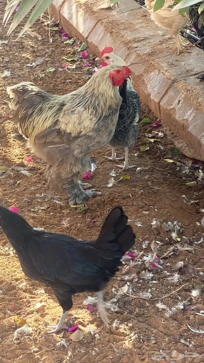 بيض هجين براهما - صوص هجين - دجاج بياض هجين براهما 1