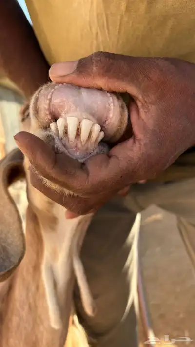 معزا للبيع وعناق للبيع كفو الكفو index