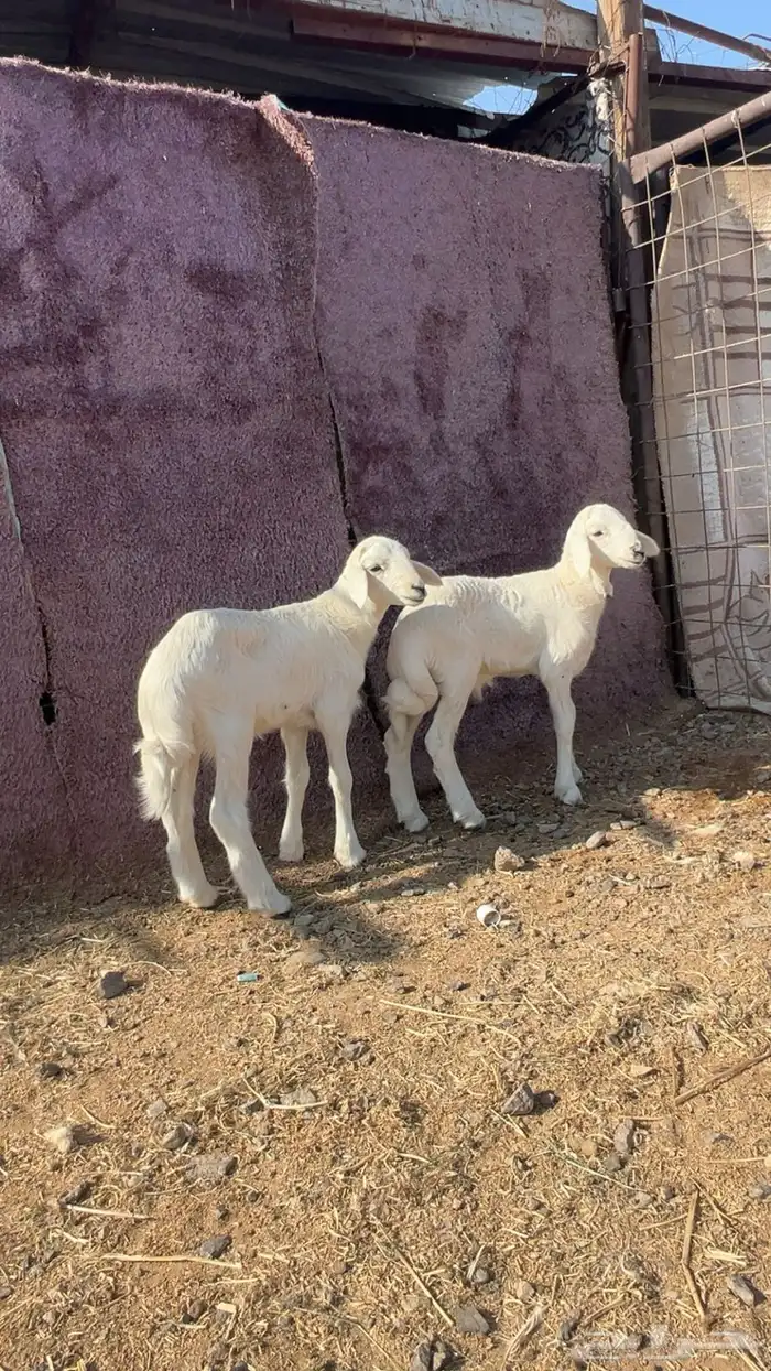 دواغير طليان فاخره تم البيع 0