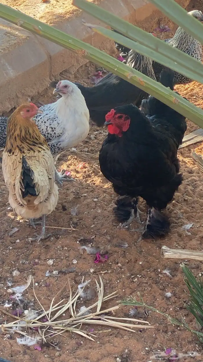 بيض هجين براهما - صوص هجين - دجاج بياض هجين براهما 0