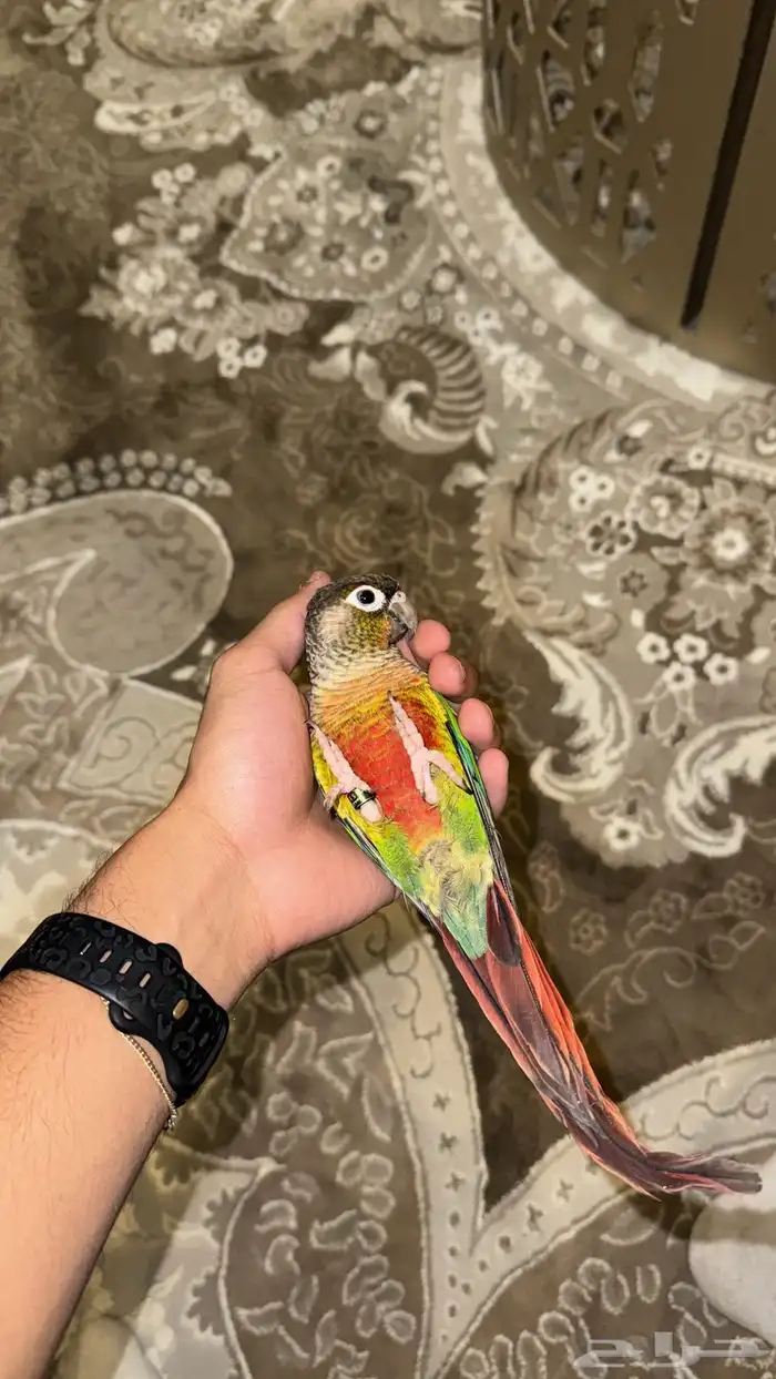 كتبور للبيع أليف متكلم 1