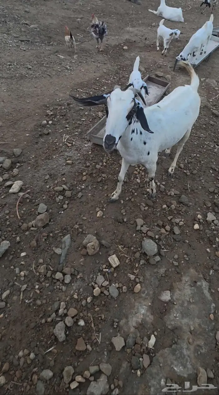 عنز بيشيه منتوج 0