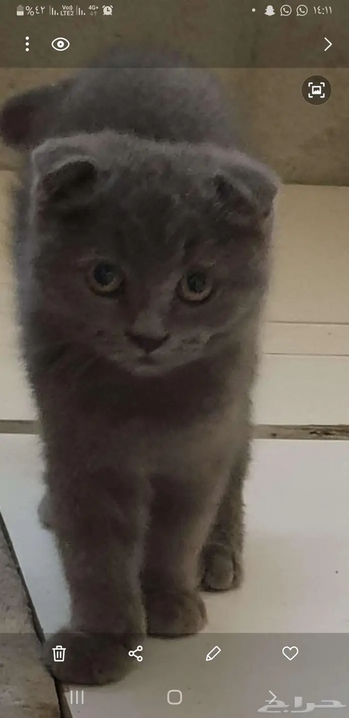 للبيع قطط كتن سكوتش فولد دبل فولد 6