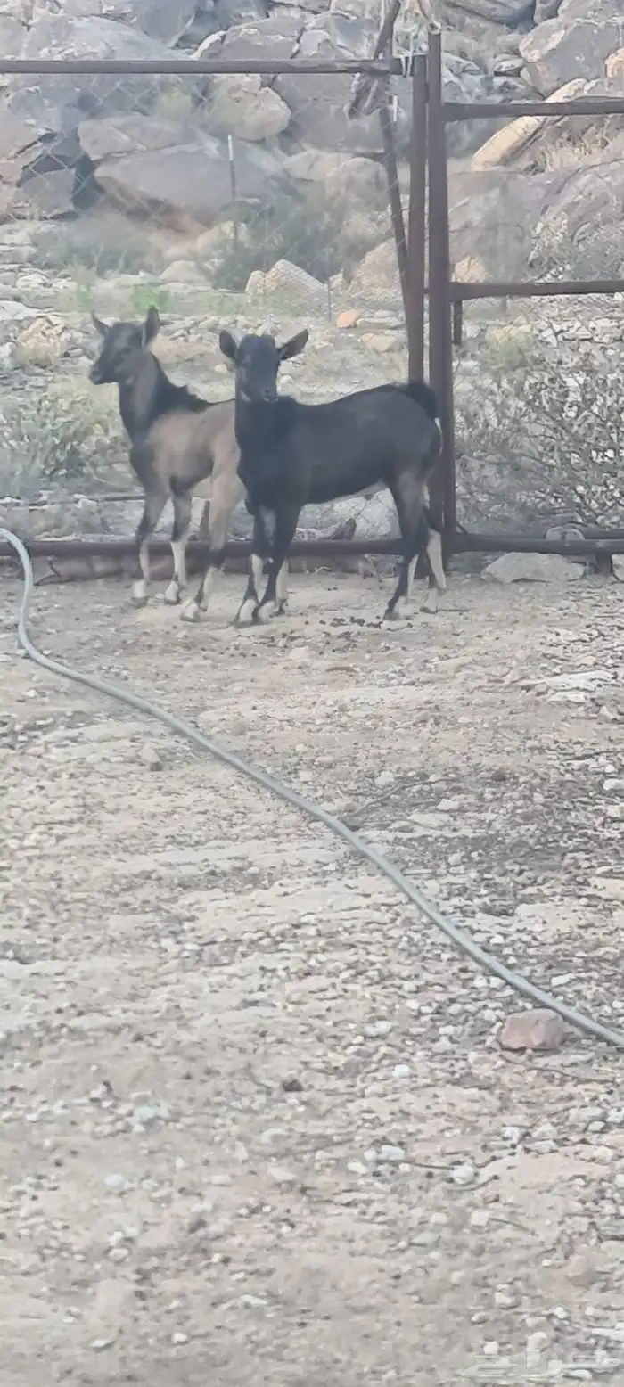 توأم تيوس هجين وعول مشاريع فحول 2