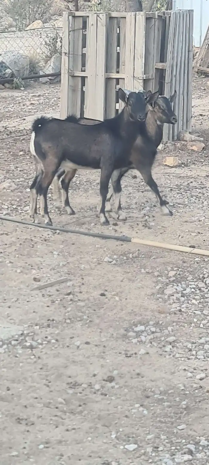 توأم تيوس هجين وعول مشاريع فحول 3