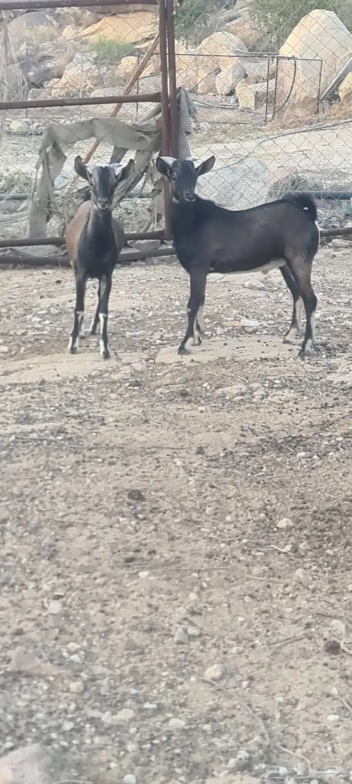 توأم تيوس هجين وعول مشاريع فحول 4