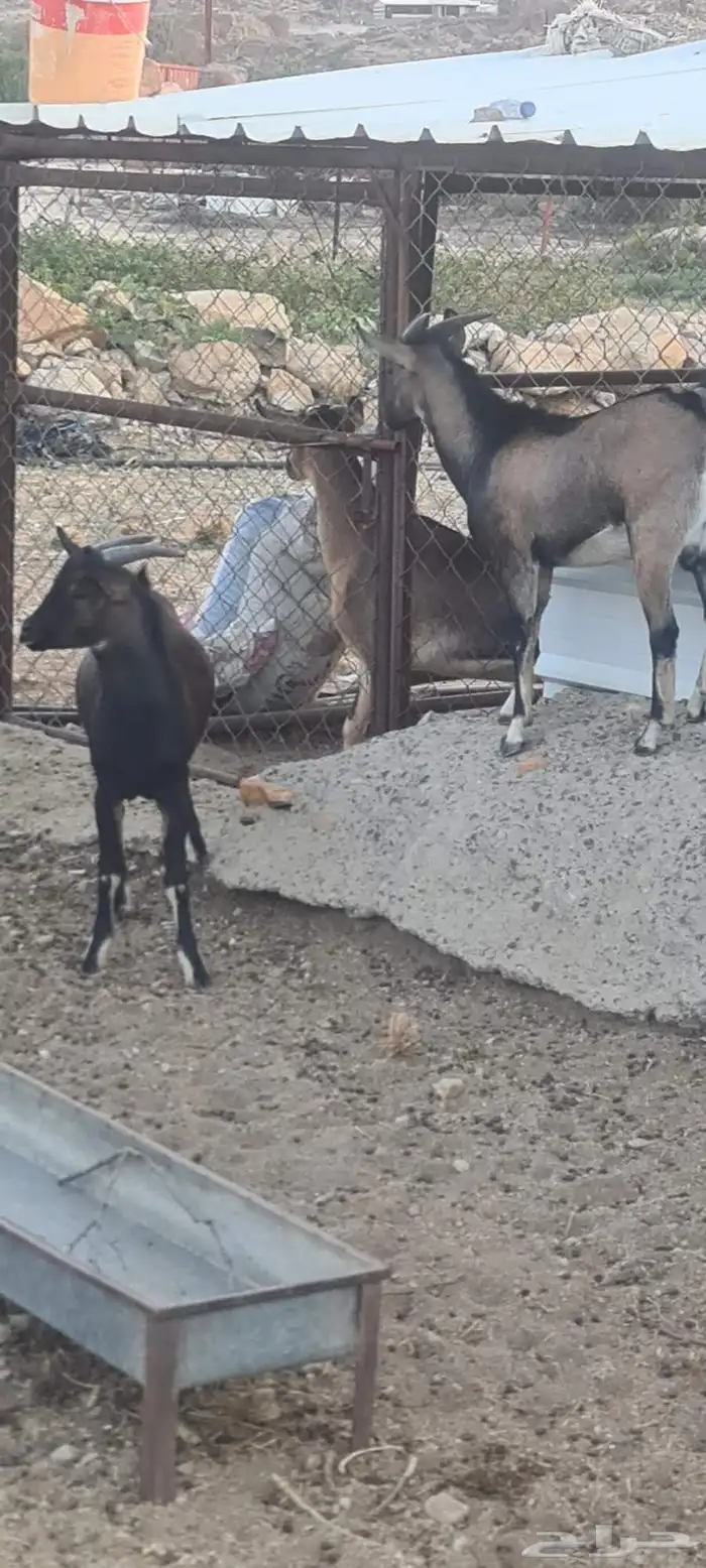 توأم تيوس هجين وعول مشاريع فحول 0