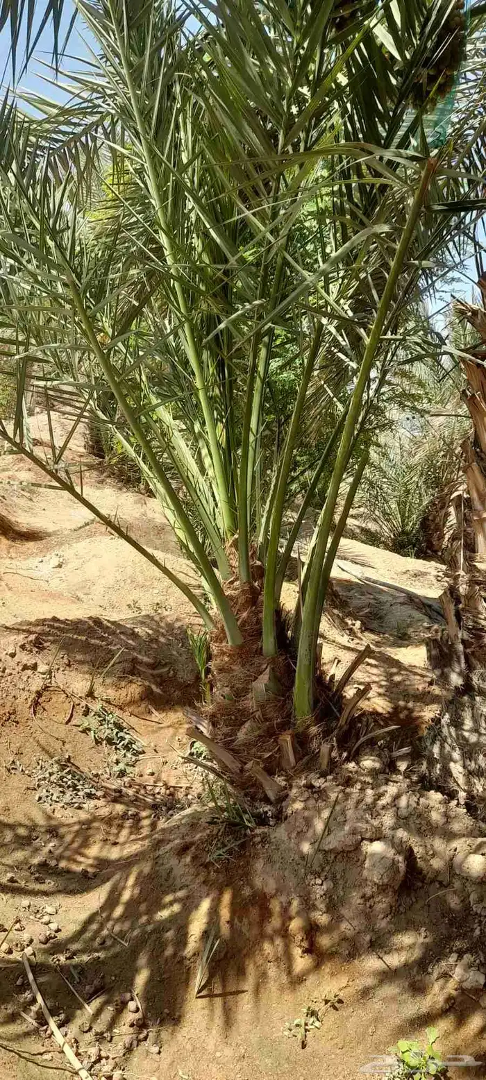 يوجد لدينا فسايل مصيفات ممتازه 0