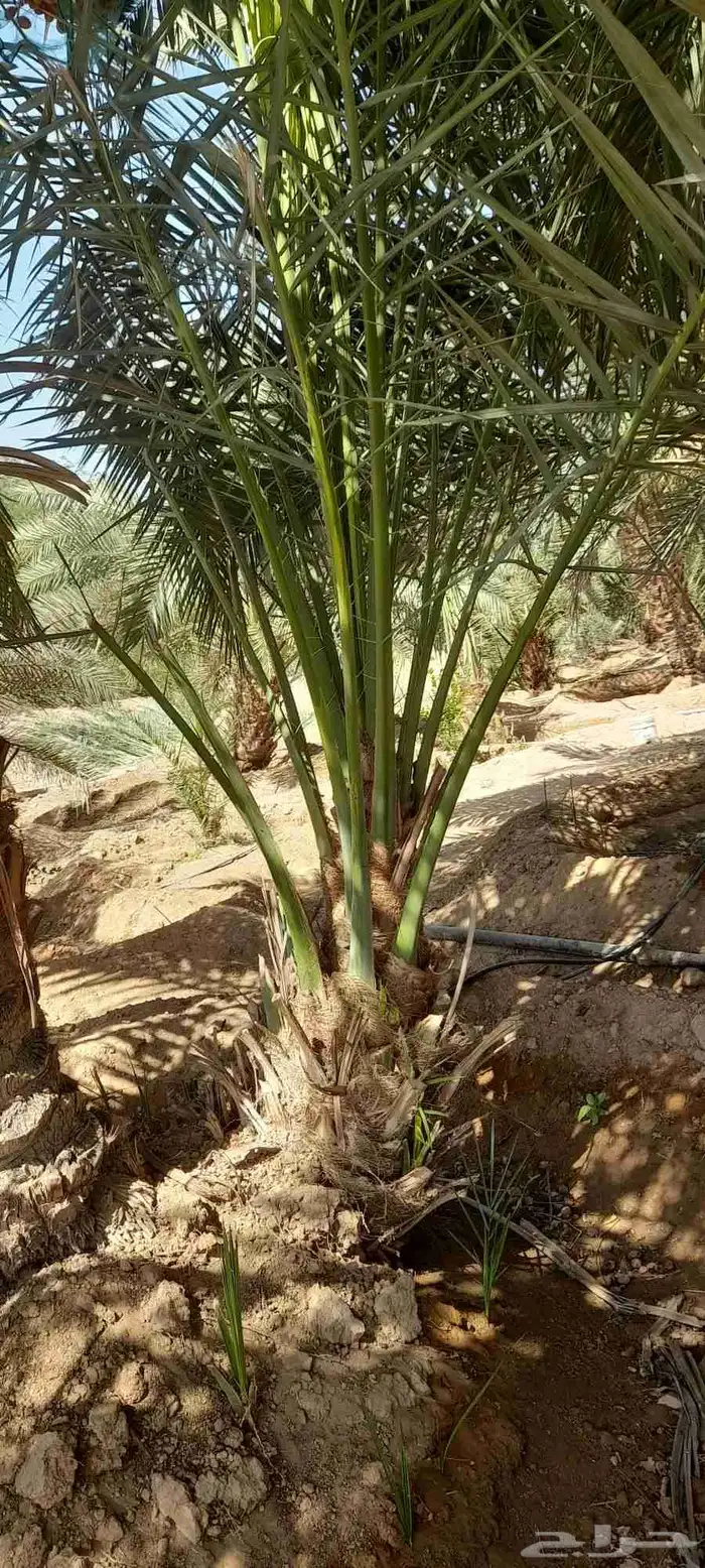 يوجد لدينا فسايل مصيفات ممتازه 1