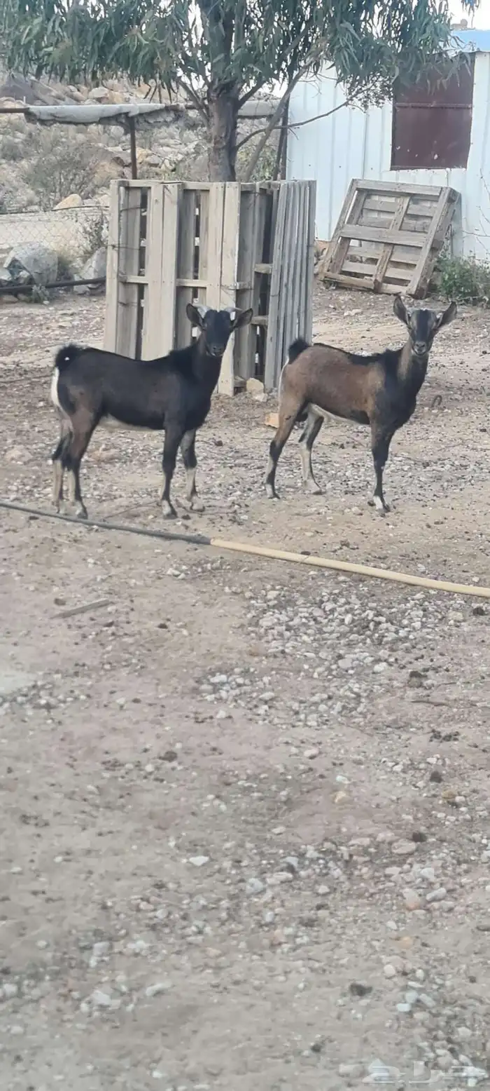 توأم تيوس هجين وعول مشاريع فحول 1