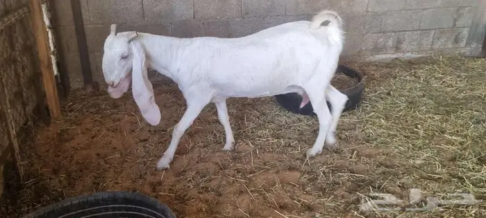 عنز ثنيه حايل وجفره جذعه الموقع عنيزة 6