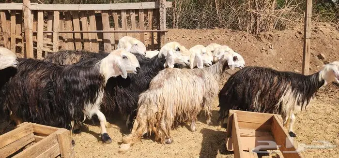 ماشاء الله ضان نجد جروم دفيع سونار بالفحل 7