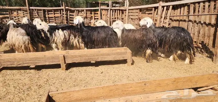 ماشاء الله ضان نجد جروم دفيع سونار بالفحل 2