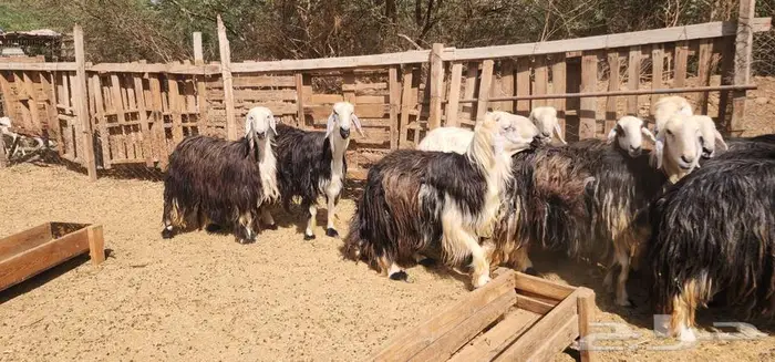 ماشاء الله ضان نجد جروم دفيع سونار بالفحل 1