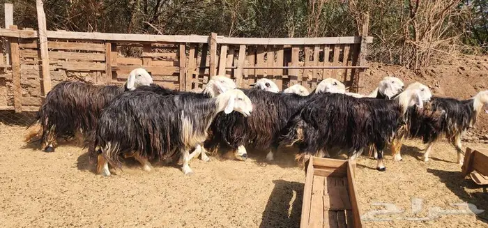 ماشاء الله ضان نجد جروم دفيع سونار بالفحل 5