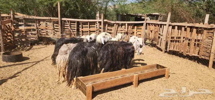 ماشاء الله ضان نجد جروم دفيع سونار بالفحل 8