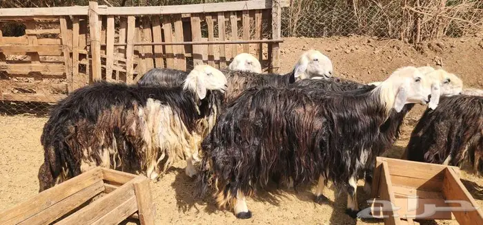 ماشاء الله ضان نجد جروم دفيع سونار بالفحل 3