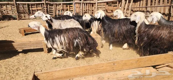 ماشاء الله ضان نجد جروم دفيع سونار بالفحل 9