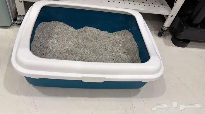 للتبني قط عمر 3 شهور مطعم بكامل اغراضه 1