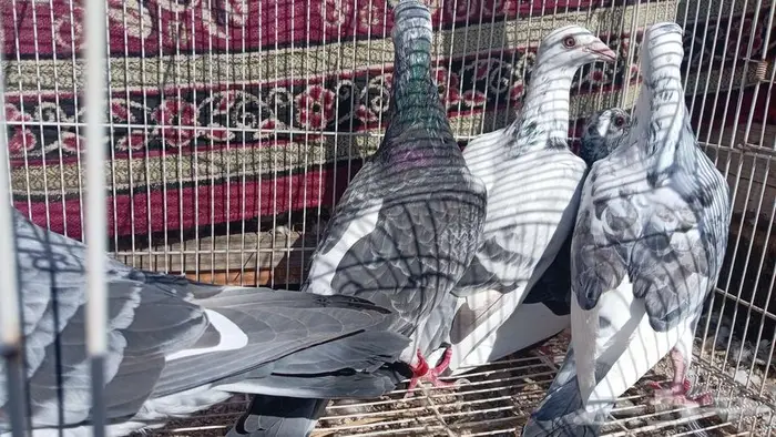 حمام زاجل كرزلات 3 ذكور اناثي حبتين اصايل 0