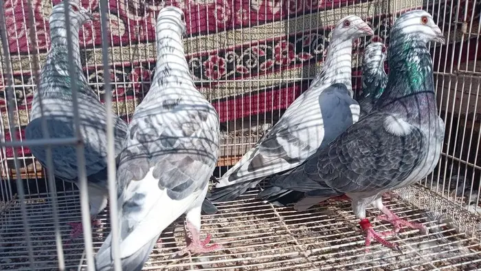 حمام زاجل كرزلات 3 ذكور اناثي حبتين اصايل 1