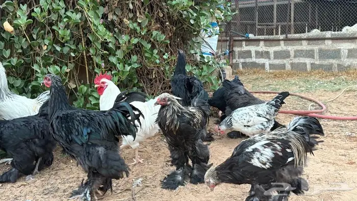 دجاج براهما 4