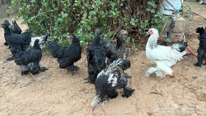 دجاج براهما 6